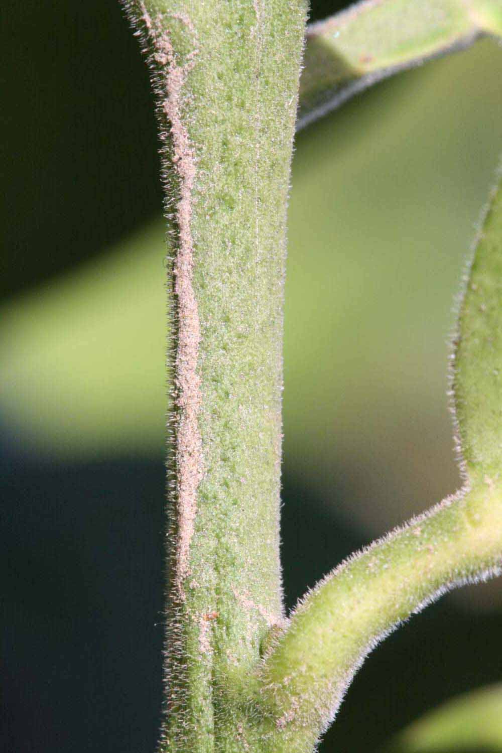            First year twig (Riverside, CA)   